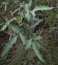 Mahonia nevinii